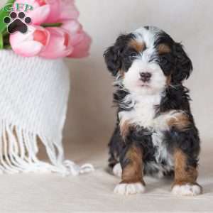 Lizzy, Mini Bernedoodle Puppy
